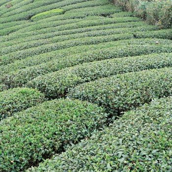 Beautiful green tea crop garden rows scene with blue sky and cloud, design concept for the fresh tea product background, copy space.