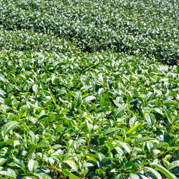 Beautiful green tea crop garden rows scene with blue sky and cloud, design concept for the fresh tea product background, copy space.