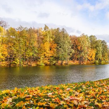 Falling yellow leaves on green grass by a lake on an autumn sunny day. Autumn background