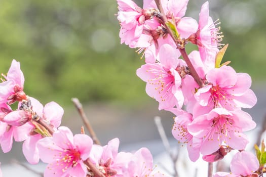 Beautiful and elegant pale light pink peach blossom flower on the tree branch at a public park garden in Spring, Japan. Blurred background.