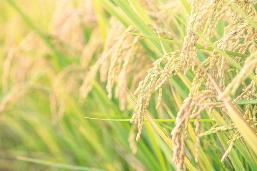 Yellow paddy field swaying over sunset day time in Asia. Raw short grain rice crop stalk, ears detals, organic agriculture farming concept, close up.
