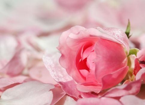 Botanical concept, invitation card - Soft focus, abstract floral background, bud of pink rose flower. Macro flowers backdrop for holiday brand design