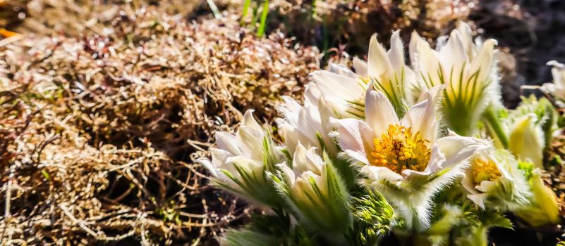 Opening of beautiful white silky flowers (pulsatilla alpina) in the spring garden