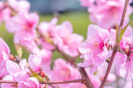 Beautiful and elegant pale light pink peach blossom flower on the tree branch at a public park garden in Spring, Japan. Blurred background.