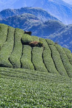 Beautiful tea garden rows scene isolated with blue sky and cloud, design concept for the tea product background, copy space, aerial view
