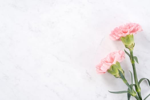 Beautiful, elegant pink carnation flower over bright white marble table background, concept of Mother's Day flower gift, top view, flat lay, overhead