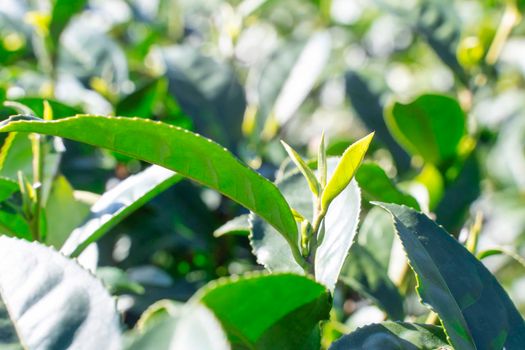 Beautiful green tea crop leaf in the morning with sun flare sunlight, fresh sprout on the tree plant design concept, close up, macro.