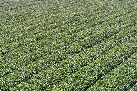 Beautiful tea garden rows scene isolated with blue sky and cloud, design concept for the tea product background, copy space, aerial view
