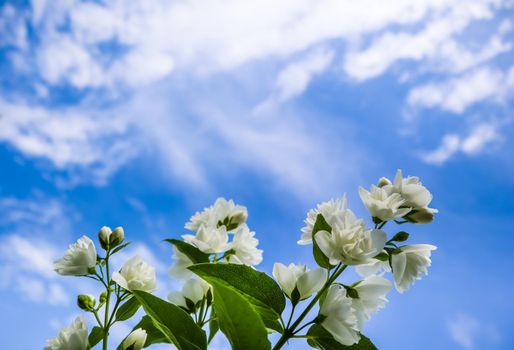 Jasmine flowers in the garden. Closeup of branches with white flowers against blue sky