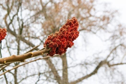 A tree branch with green leaves and the word maple on it. High quality photo