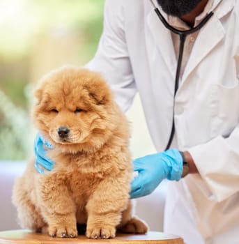 Man hands, puppy health and vet for clinic, medical and animal support with gloves. Pet, expert exam and veterinarian employee with a cute dog and professional with chow chow dogs care at job.