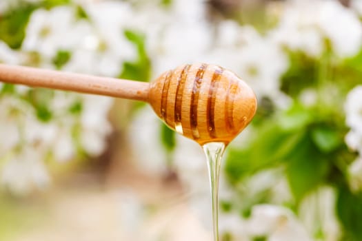 Honey dripping from a wooden honey spoon on natural background with flowers.