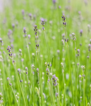 Soft focus on beautiful lavender buds in summer garden