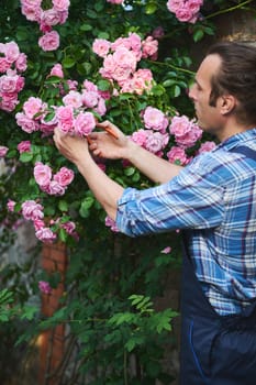 Handsome male gardener, landscaper, horticulturist, floriculturist cutting faded roses while tending the blooming bush, standing in the backyard of a mansion in summer. Exterior design. Landscaping