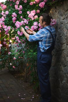 Full length portrait of professional male gardener floriculturist, horticulturist in blue uniform, cutting faded roses on a blooming bush, tending plants in the courtyard of mansion. House maintenance