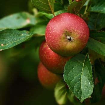 Apple plants, nature and fruit product growth outdoor on countryside with farming produce. Fruits, red apples and green leaf on a tree outside on a farm for agriculture and sustainable production.