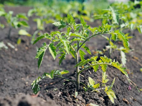 Natural vegetable green background. Young tomato plants grow in a garden bed outdoors. Vegetable growing concept.