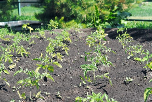 Natural vegetable green background. Young tomato plants grow in a garden bed outdoors. Vegetable growing concept.