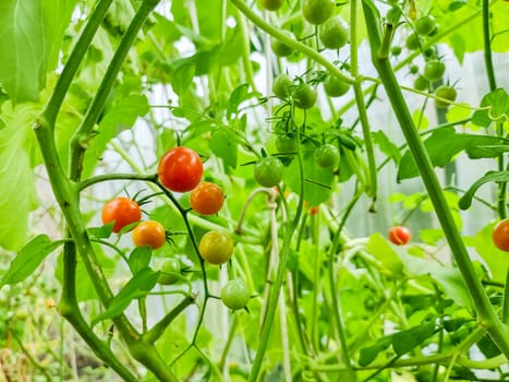 Ripe tomatoes growing on the branches - cultivated in the garden