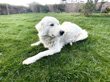 Maremma Sheepdog lies on a green lawn, a pet.