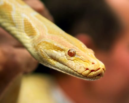 Yellow tropical boa close-up in the hands of a tourist. Albino golden snake.
