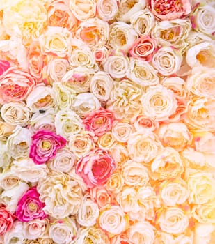 Soft color rose background. Wall of white and pink rose flowers.