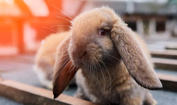 Ginger fluffy domestic rabbit in a cage. Rabbit fur farm. The hare is the symbol of the year.