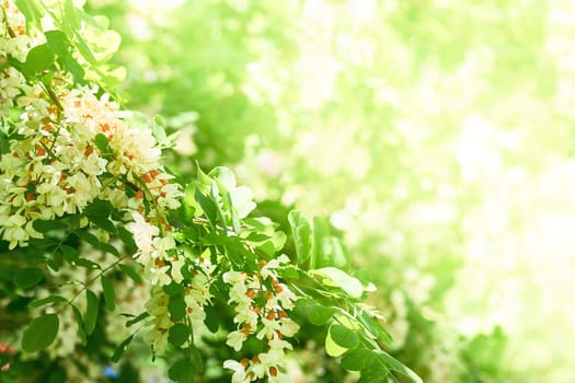 a tree or shrub of warm climates that bears spikes or clusters of yellow or white flowers and is frequently thorny