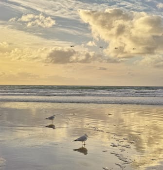 Beach, sunset and birds on the sand by the sea with clouds in the blue sky for travel. Nature, summer and animals by the ocean water waves outdoor at dawn on a tropical island with a seascape