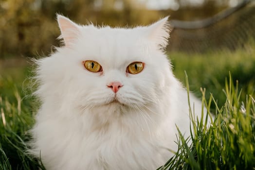 Cute portrait of white highland straight fluffy cat on green lawn background. Luxurious domestic kitty breathes fresh air in nature on walk.