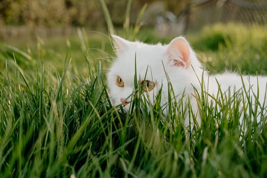Cute portrait of white highland straight fluffy cat on green lawn background. Luxurious domestic kitty breathes fresh air in nature on walk.