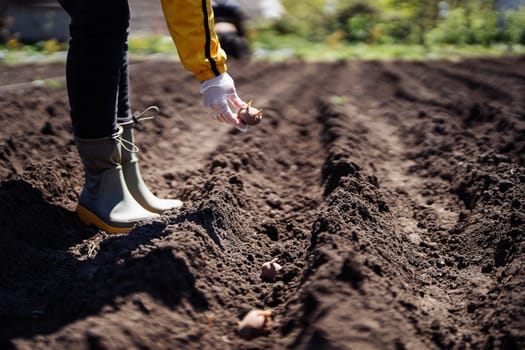 Woman farmer planting potatoes in garden chernozem soil at spring season. High quality photo