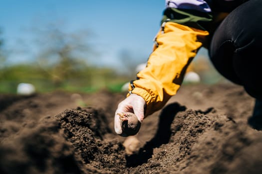 Woman farmer planting potatoes in garden chernozem soil at spring season. High quality photo