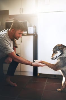 So well behaved. a cheerful young man shaking his adorable dogs paw inside of the kitchen during the day