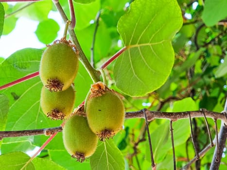 Kiwi picking season. Kiwi on a kiwi tree plantation with with huge clusters of fruits. Garden with trees and organic fruits. Solar light and leaf movement.