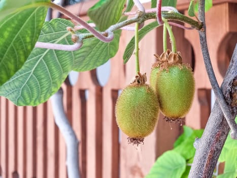 Kiwi picking season. Kiwi on a kiwi tree plantation with with huge clusters of fruits. Garden with trees and organic fruits. Solar light and leaf movement.