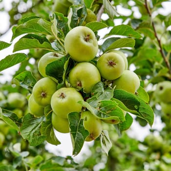 Nature, green and apple growing on trees in orchard for agriculture, farming and harvesting. Natural food, sustainability and closeup of green apples on branch for organic, healthy and ripe fruit.