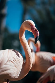 Flamingo Close-up: a Stunning View of Wildlife Water Bird with a Beautiful Beak. Pink water bird with a long, curved beak in close-up.