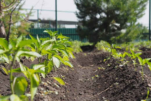 Natural vegetable green background. Young pepper plants grow in a garden bed in the open. Concept of growing vegetables