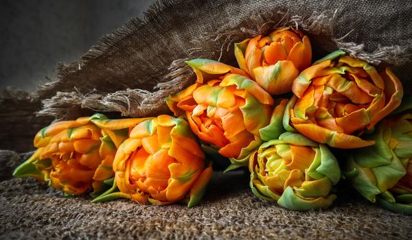 Beautiful orange tulips with a linen napkin