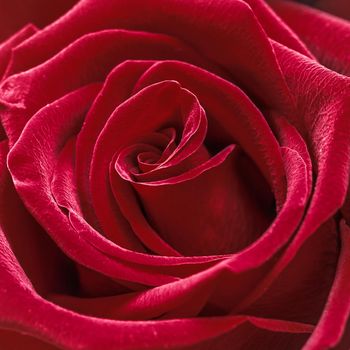 Beautiful red rose. Perfect background for a greeting card