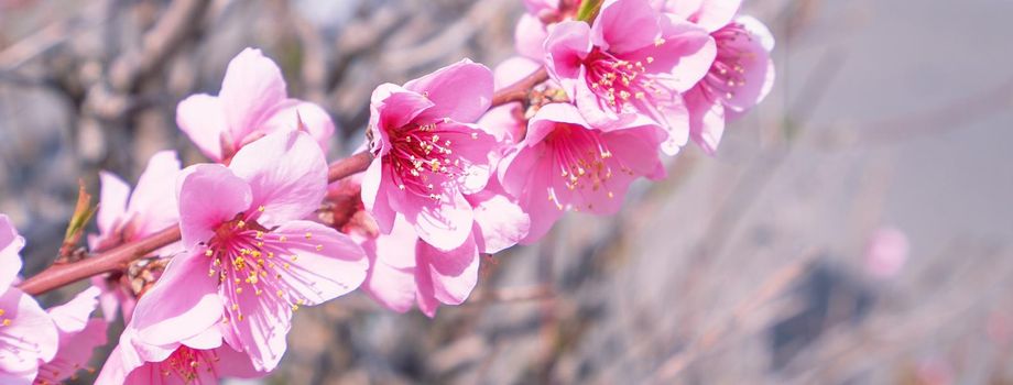 Beautiful and elegant pale light pink peach blossom flower on the tree branch at a public park garden in Spring, Japan. Blurred background.