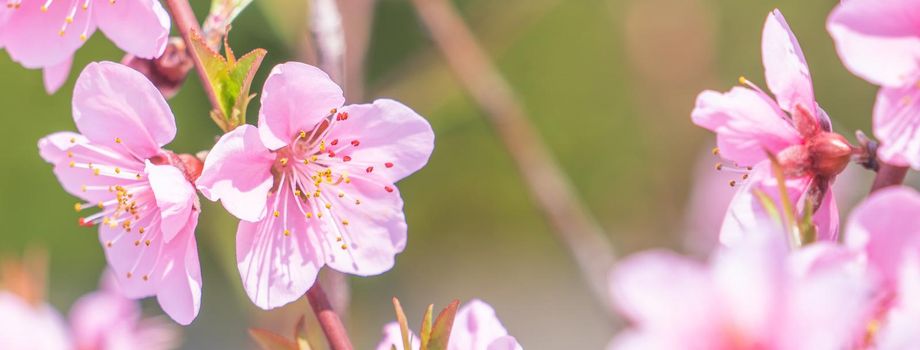 Beautiful and elegant pale light pink peach blossom flower on the tree branch at a public park garden in Spring, Japan. Blurred background.