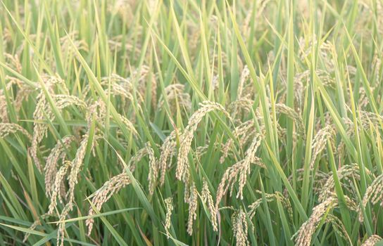 Yellow paddy field swaying over sunset day time in Asia. Raw short grain rice crop stalk, ears detals, organic agriculture farming concept, close up.