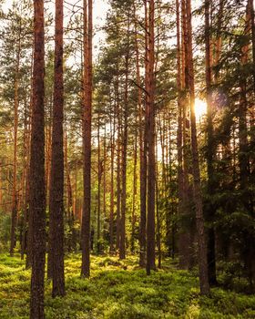 Sunlight on trees in a pine forest at sunset. Summer nature landscape.