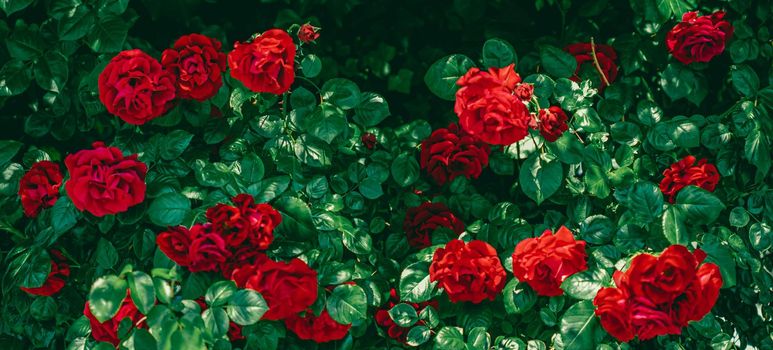 Red roses in beautiful flower garden as floral background.