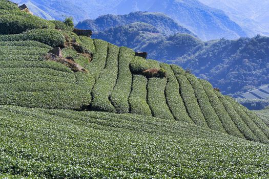 Beautiful tea garden rows scene isolated with blue sky and cloud, design concept for the tea product background, copy space, aerial view