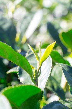 Beautiful green tea crop leaf in the morning with sun flare sunlight, fresh sprout on the tree plant design concept, close up, macro.