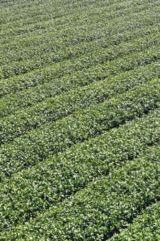 Beautiful green tea crop garden rows scene with blue sky and cloud, design concept for the fresh tea product background, copy space.