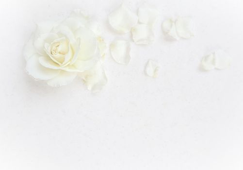 Beautiful white rose and petals on white background. Ideal for greeting cards for wedding, birthday, Valentine's Day, Mother's Day